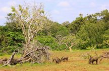 Exclusive : Full Day Leopard Safari at Yala National Park