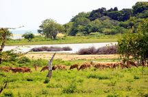 Exclusive : Full Day Leopard Safari at Yala National Park