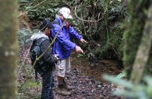 Puketi Rainforest Guided Walks .This is not a Shore Excursion product .