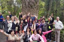 Puketi Rainforest Guided Walks .This is not a Shore Excursion product .