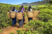 From Nuwara Eliya: Private Tea Plucking and Tea factory tour 