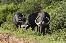 Addo Elephant Park All-Inclusive Day Safari from Port Elizabeth