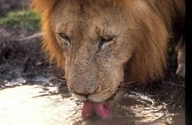 Tanzania 4 Days 3 Nights Budget camping safari to Serengeti and Ngorongoro 