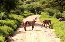 Small group tour to Nairobi park baby and optional Baby Elephants
