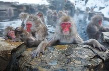 Full Day Snow Monkey Park Tour, From/To Tokyo, 2-12 guests