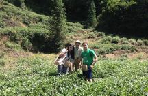 Experience Chengdu: Private Tea-Making Day Tour of Mengdingshan Tea Plantation