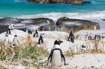 Full day Cape Point + Constantia Wine Tour with Private Transfer