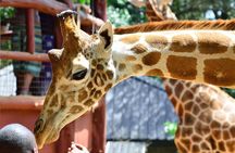 Giraffe Centre, Elephant Orphanage, National Museum & Beads Center