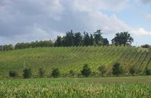 Bologna Hills: Organic DOCG Wine Tasting & Winery Tour