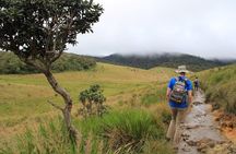 Nuwara Eliya: All Inclusive Horton Plains & Tea Plucking Day Trip
