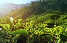 Nuwara Eliya: All Inclusive Horton Plains & Tea Plucking Day Trip