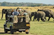 From Anuradhapura: Minneriya National Park Private Jeep Safari