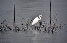 Exclusive : Muthurajawela Bird Watching Tour