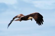 Exclusive : Muthurajawela Bird Watching Tour