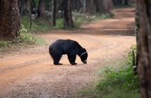 All Inclusive Private day tour to Wipattu National Park From Negombo