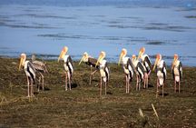 Half Day Safari at Bundala National Park