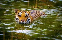 Private 2 Nights Short Escape To Jim Corbett