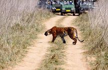 Private 2 Nights Short Escape To Ranthambore.