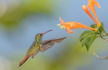 Hummingbirds of Colombia mini tour. 3d/2n