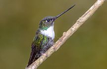 Hummingbirds of Colombia mini tour. 3d/2n
