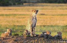 2-Day Maasai Mara Safari 