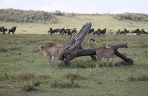 4-Day Nairobi & Maasai Mara Safari 
