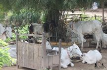 Silk Island & countryside of Phnom Penh by Tuk Tuk
