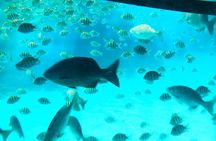 Glass Bottom Boat, Sloth, Monkey Park, Chocolate Factory & West Bay Beach 