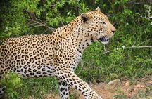 5 day-Kruger National Park Safari from Kruger Int. Airport (KMI), Panorama Route