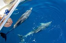 cabin charter in September, sailing boat, CYCLADES, SANTORINI, with CHEF