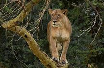 Day Tour To Lake Nakuru Park With Optional Boat Ride on Lake Naivasha 