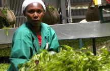 Day Tour To Kiambethu Tea Farm in Limuru
