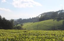 Day Tour To Kiambethu Tea Farm in Limuru