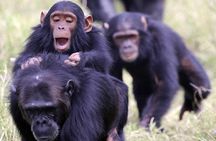 Day Tour to Ol Pejeta Conservancy