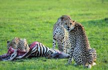 3 days, 2 nights safari to Amboseli National park from Nairobi