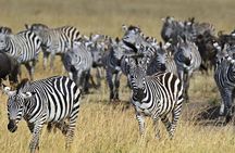 4 Days Group Joining Budget Safari To Masai Mara And Lake Nakuru National Park