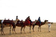 Camel Riding In Dubai Desert