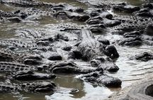 Miami: Everglades Airboat and Wildlife Experience
