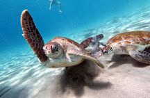 Best Highlight Island Tour - Perfect Day Tour. Small group Tour