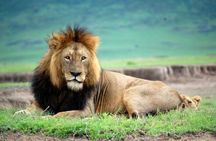 Tanzania Day Tour to Ngorongoro Crater- Lowest Price