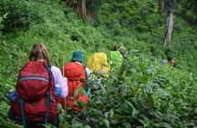 3-Day Chiang Dao Mountain Trek