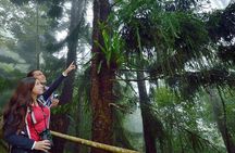 Kinabalu National Park Tour