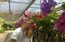 Doi Suthep Temple and Bau Thong Waterfalls Private Tour