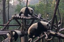 Day Tour: Chengdu Panda Breeding Base and Leshan Giant Buddha