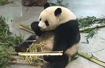 Day Tour: Chengdu Panda Breeding Base and Leshan Giant Buddha