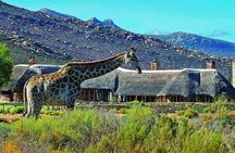 Aquila Safari Game Drive, Lunch & Shared Transfers from Cape Town