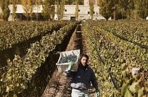 Renacer Winery Experience