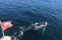 Whale Watching and Northern Lights Half-Day Combo Tour