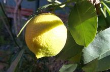 Sicilian Cooking Class in Palermo