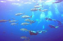 SSI Open Water Diver Course